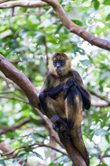 Fototapeta premium Black handed spider monkey - Ateles geoffroyi