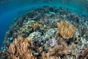 Fototapeta na wymiar Biodiverse Coral Reef in Raja Ampat