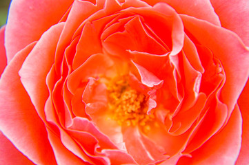 The blossoming Chinese rose flower closeup 