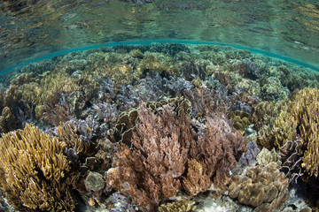 Fototapeta na wymiar Beautiful, Shallow Coral Reef in Raja Ampat