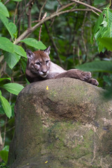 Obraz premium lew górski - puma concolor