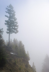 Hurricane Ridge, Olympic National Park