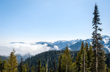 Hurricane Ridge, Olympic National Park