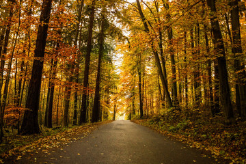 Autumn forest in Czech Republic