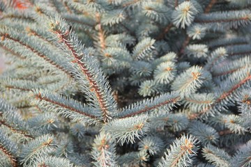 blue spruce