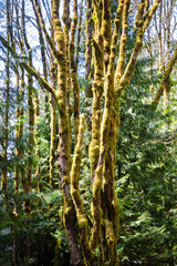 Fototapeta premium Olympic National Park