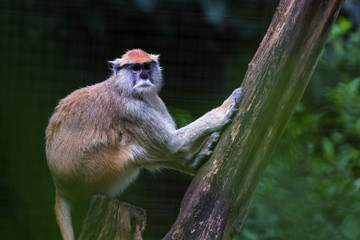 monkey in Costa Rica