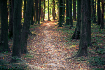 Obraz premium beautiful green forest