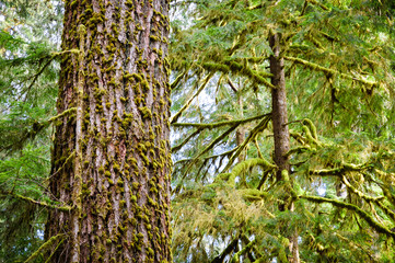 Hoh Rain Forest, Olympic National Park