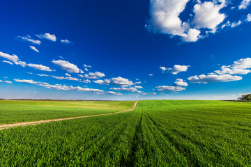 Fototapeta premium Green Field and Beautiful Sunset