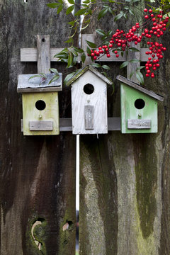 Three colorful birdhouses on old wooden fence with red nandina berries. (Nandina domestica) Plenty of room for text.