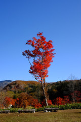 Obraz premium 紅葉