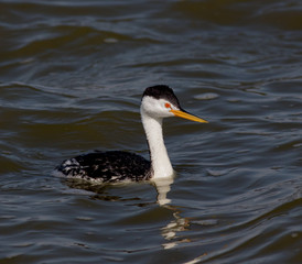 Clark's Grebe