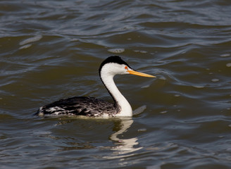 Obraz premium Clark's Grebe