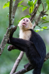 white headed capuchin monkey