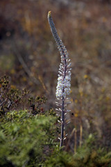 tall white flower