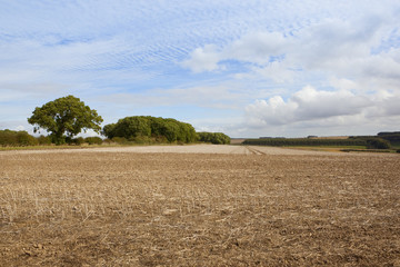 harvested fields and woodland