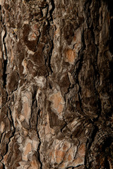 Old tree bark texture background with natural light