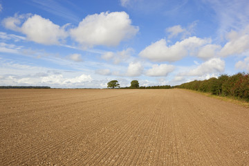 cultivated chalky field