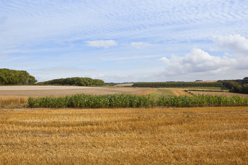 Fototapeta premium scenic agricultural landscape