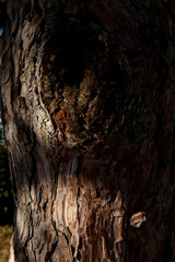 Old tree bark texture background with natural light
