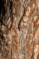 Old tree bark texture background with natural light. Closeup nature textured backdrop.