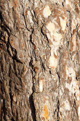 Old tree bark texture background with natural light