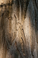 Old tree bark texture background with natural light