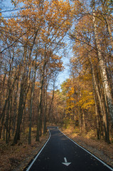 Road in the autumn forest