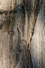 Old tree bark texture background with natural light