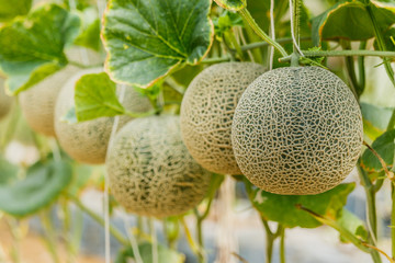 Cantaloupe. Fresh melon on tree. selective focus