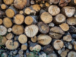 Stacked logs for firewood