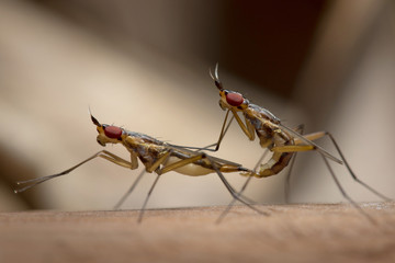 Cactus Fly in Thailand.