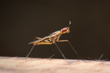 Cactus Fly in Thailand.