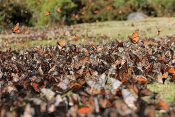 Monarch Butterflies in Michoacan, Mexico, millions are migrating every year and waking up with the sun.