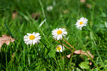 G&auml;nsebl&uuml;mchen