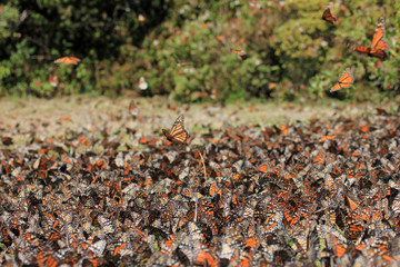 Monarch Butterflies in Michoacan, Mexico, millions are migrating every year and waking up with the...