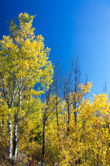 Fototapeta premium Yellow Foliage and Blue Sky