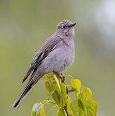 Townsend's Solitaire