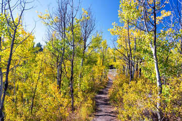 Trail and Aspen Trees