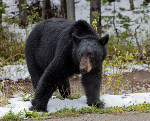 American Black Bear - male