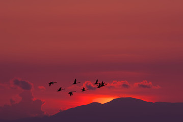Migratory birds flying over red sunset