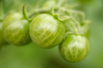 Pomodori verdi 