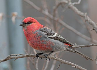Pine Grosbeak - male