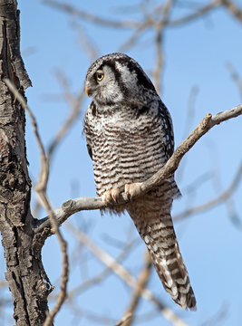 Northern Hawk Owl