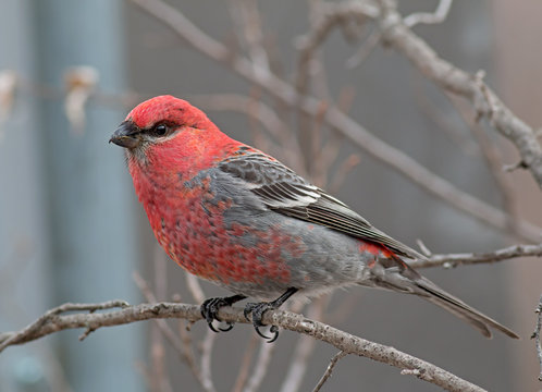 Pine Grosbeak - Male