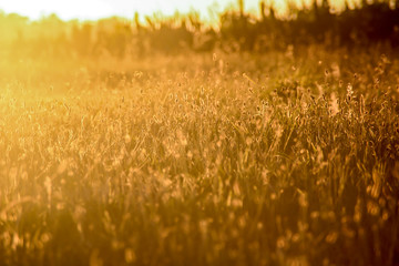 Golden field at sunset