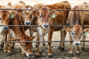 Animals: Young heifer cows