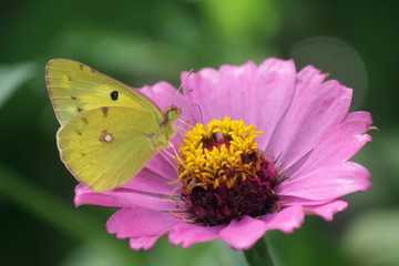 花の蜜を吸うモンキチョウ