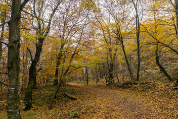Fototapeta na wymiar Mountain path and Autumn trees, Vitosha Mountain, Sofia City Region, Bulgaria